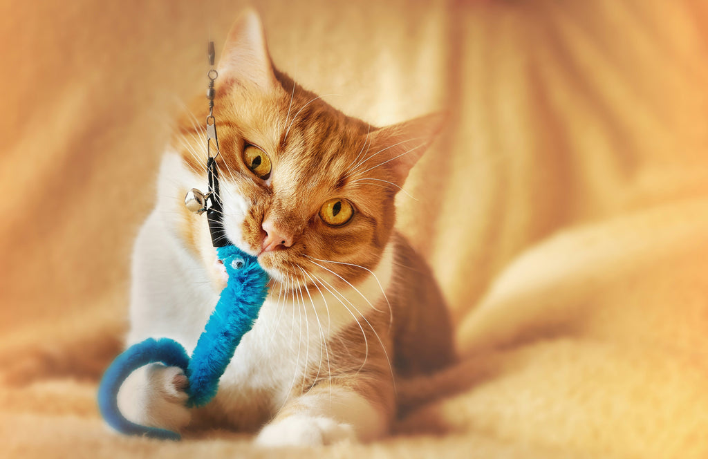 5 Essential Tips for Choosing the Right Pet Toys