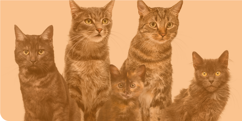 Cat Supplies