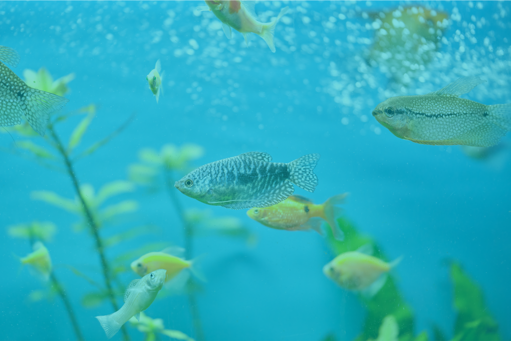 Fish Supplies