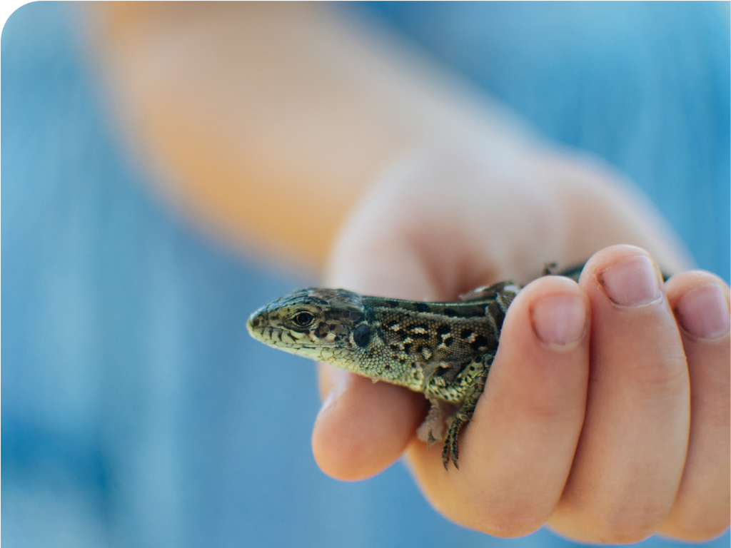 Reptile Supplies