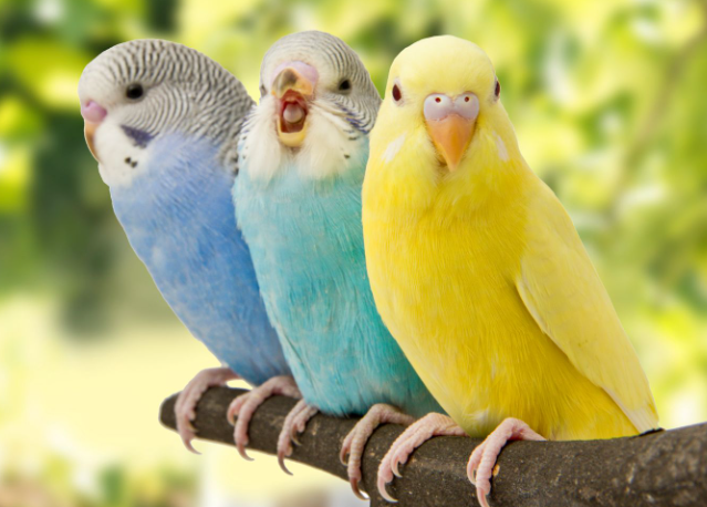 Bird Supplies