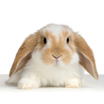 Small Animal Supplies