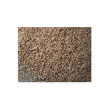 Plain Canary 25kg *check Size