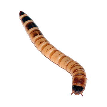 king worm