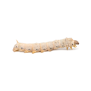 worm